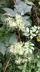 Clematis vitalba