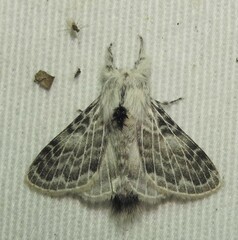 Apotolype brevicrista