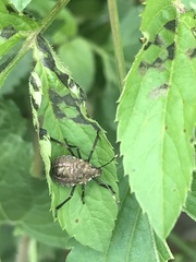 Halyomorpha halys