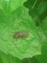 Cantharis rustica