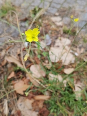 Diplotaxis tenuifolia