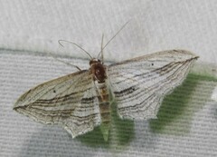 Arcobara multilineata