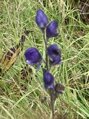 Aconitum napellus