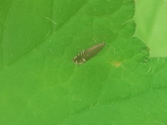 Glyphipterix simpliciella