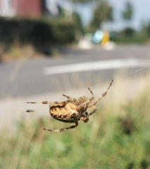 Araneus diadematus