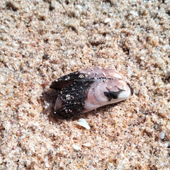Donacidae