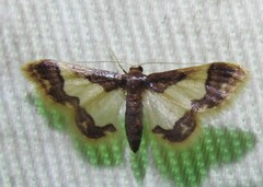Idaea basinta