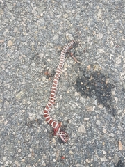 Lampropeltis triangulum