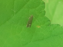 Glyphipterix simpliciella