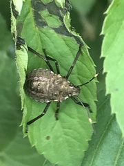 Halyomorpha halys