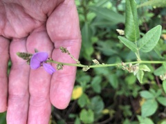 Desmodium