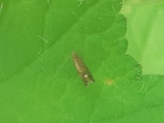 Glyphipterix simpliciella