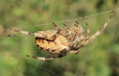 Araneus diadematus