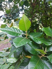 Aegiphila bogotensis