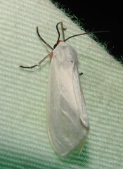 Pygarctia roseicapitis