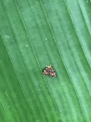 Choreutis amethystodes