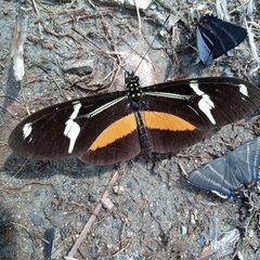 Heliconius clysonymus