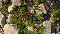 Micranthes ferruginea