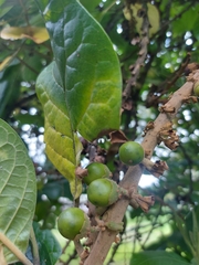 Aegiphila bogotensis