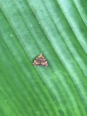 Choreutis amethystodes