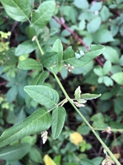 Desmodium