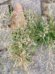 Eragrostis minor