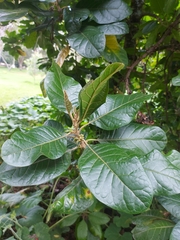 Aegiphila bogotensis