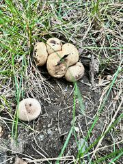 Scleroderma areolatum