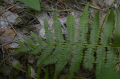 Amauropelta noveboracensis
