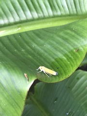 Bothrogonia ferruginea