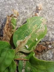 Phytomyza griffithsi