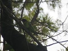 Psittacula cyanocephala