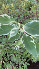Cornus alba