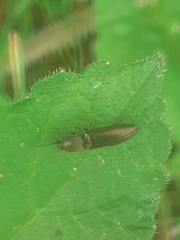 Athous haemorrhoidalis