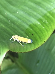 Bothrogonia ferruginea