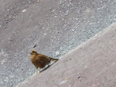 Daptrius megalopterus