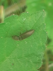 Athous haemorrhoidalis