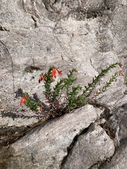Epilobium canum