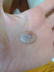 Semele purpurascens