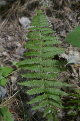 Amauropelta noveboracensis