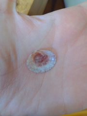 Semele purpurascens