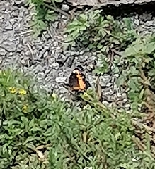 Chlosyne lacinia adjutrix