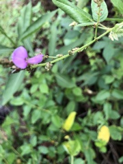 Desmodium