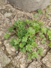 Potentilla argentea