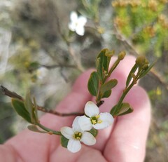Montinia caryophyllacea