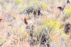 Pronolagus saundersiae