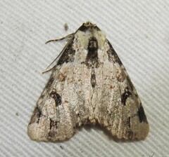 Stibaera thyatiroides