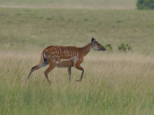 Sitatunga
