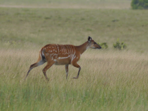 Sitatunga