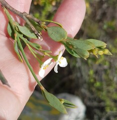 Montinia caryophyllacea